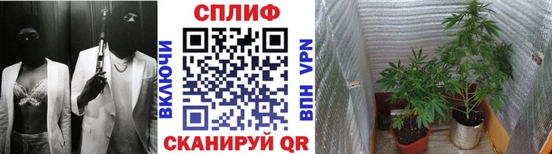 Бошки марихуана SATIVA & INDICA  продажа наркотиков  Бодайбо 